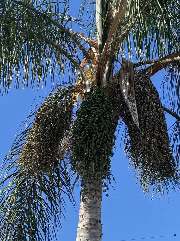 Expert landscaping services experts serving San Diego, CA - ML ProLandcare