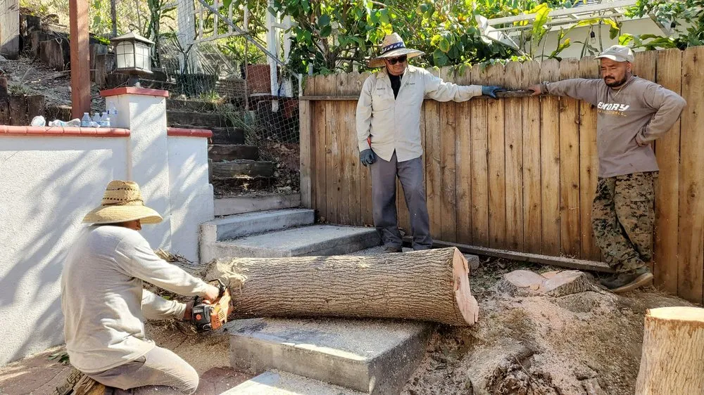 Trusted yard cleanup service for year-round maintenance in San Diego, CA by ML ProLandcare