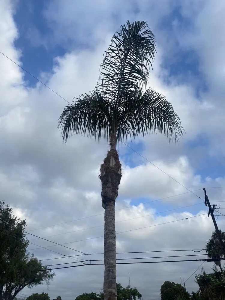 Professional yard cleanup service near you across San Diego, CA - ML ProLandcare