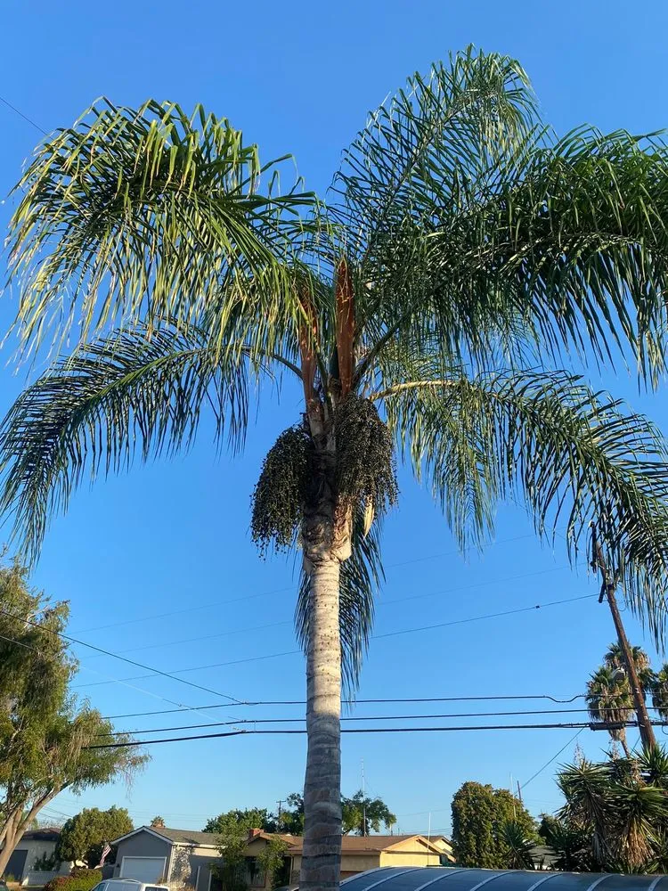 Trusted residential landscaping for residential properties in San Diego, CA by ML ProLandcare