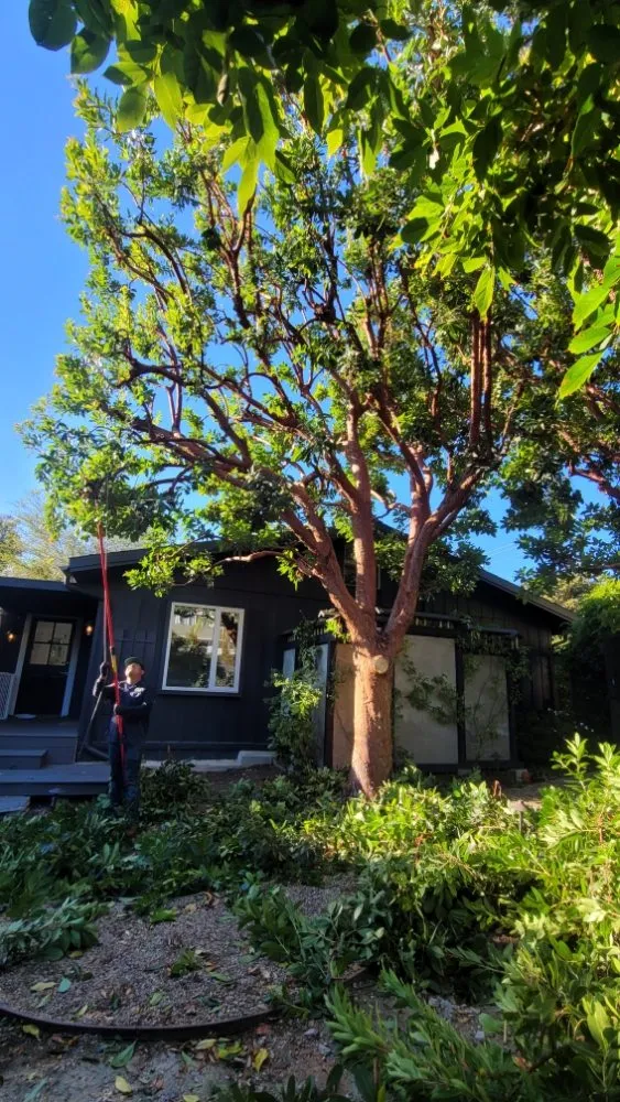 Local lawn care service experts serving Costa Mesa, CA - MLC Landscaping