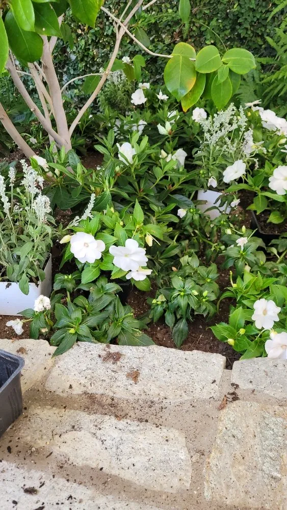 Local residential landscaping in Costa Mesa, CA - MLC Landscaping