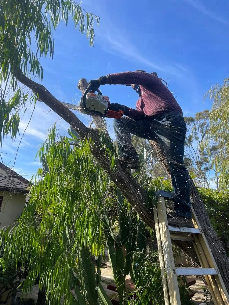 Affordable landscaping services in Costa Mesa, CA - MLC Landscaping