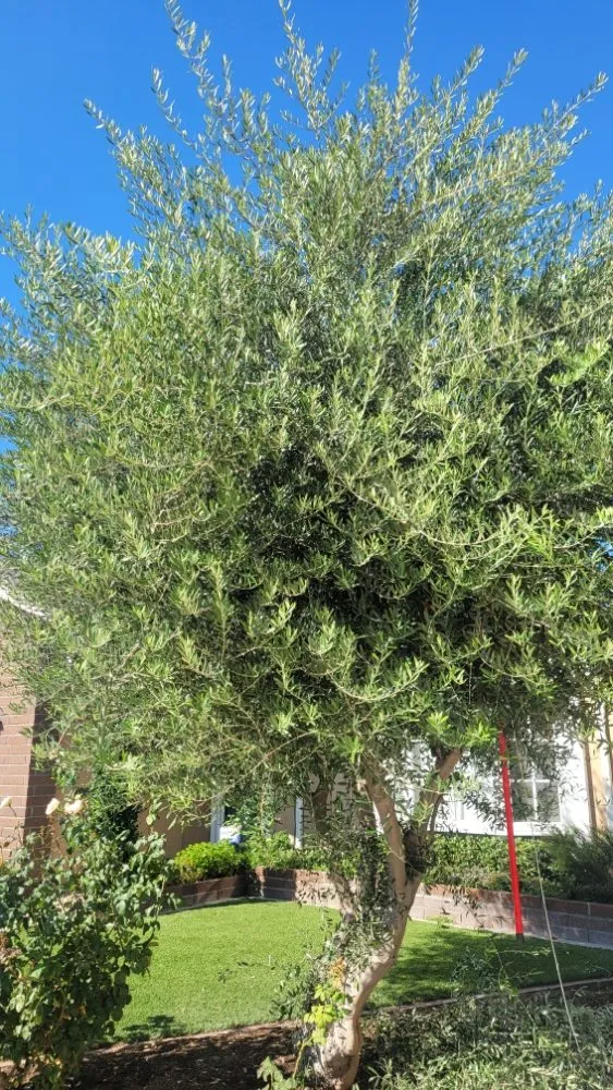 Reliable outdoor landscaping for residential properties in Costa Mesa, CA by MLC Landscaping