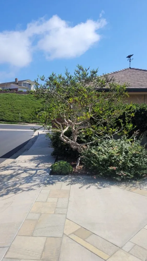 Expert outdoor landscaping in Costa Mesa, CA by MLC Landscaping