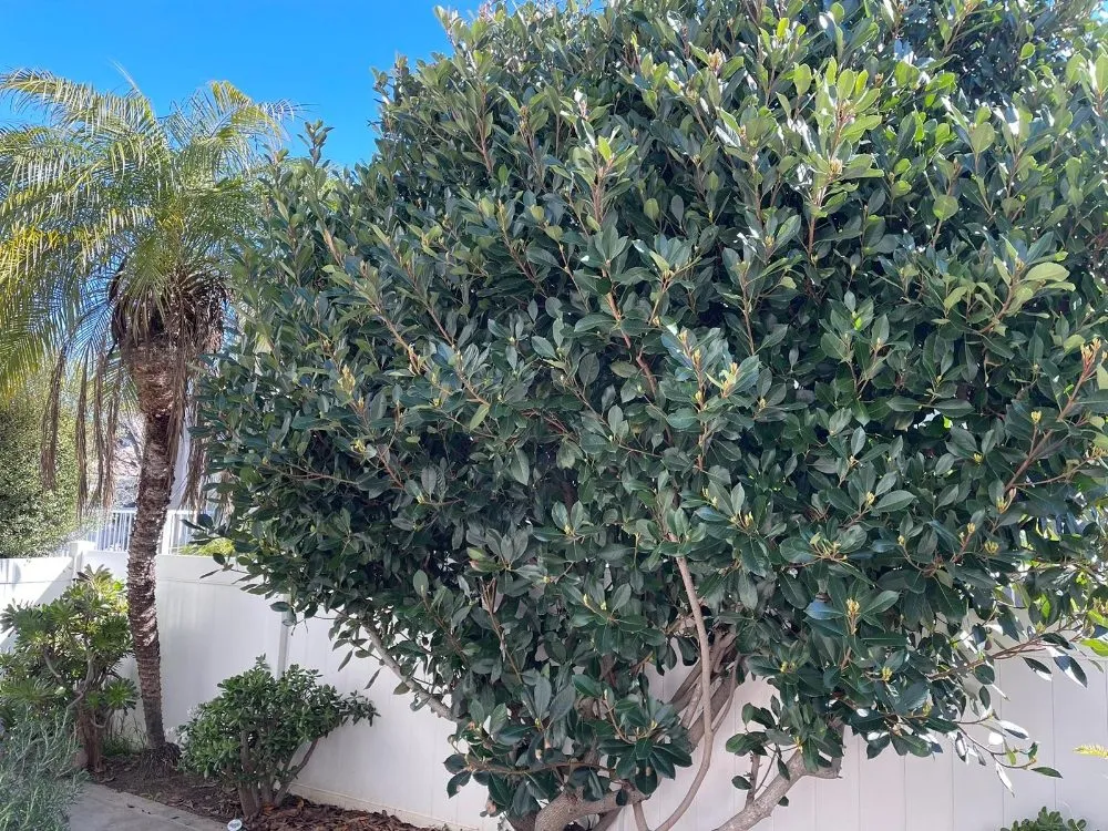 Trusted yard maintenance for beautiful yards in Costa Mesa, CA by MLC Landscaping