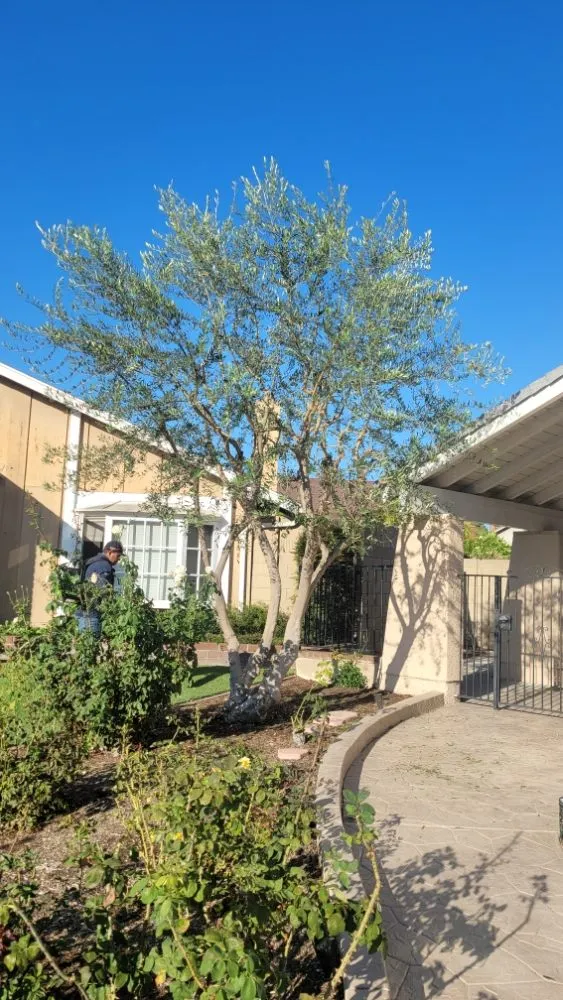 Top-rated residential landscaping experts serving Costa Mesa, CA - MLC Landscaping