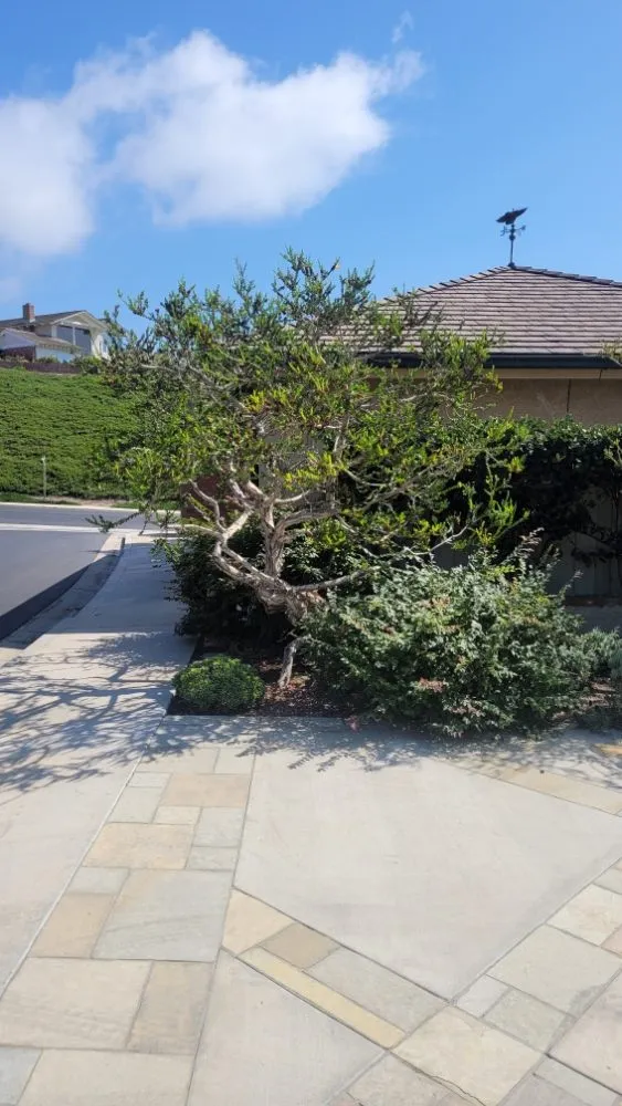 Affordable yard maintenance for outdoor upgrades across Costa Mesa, CA - MLC Landscaping