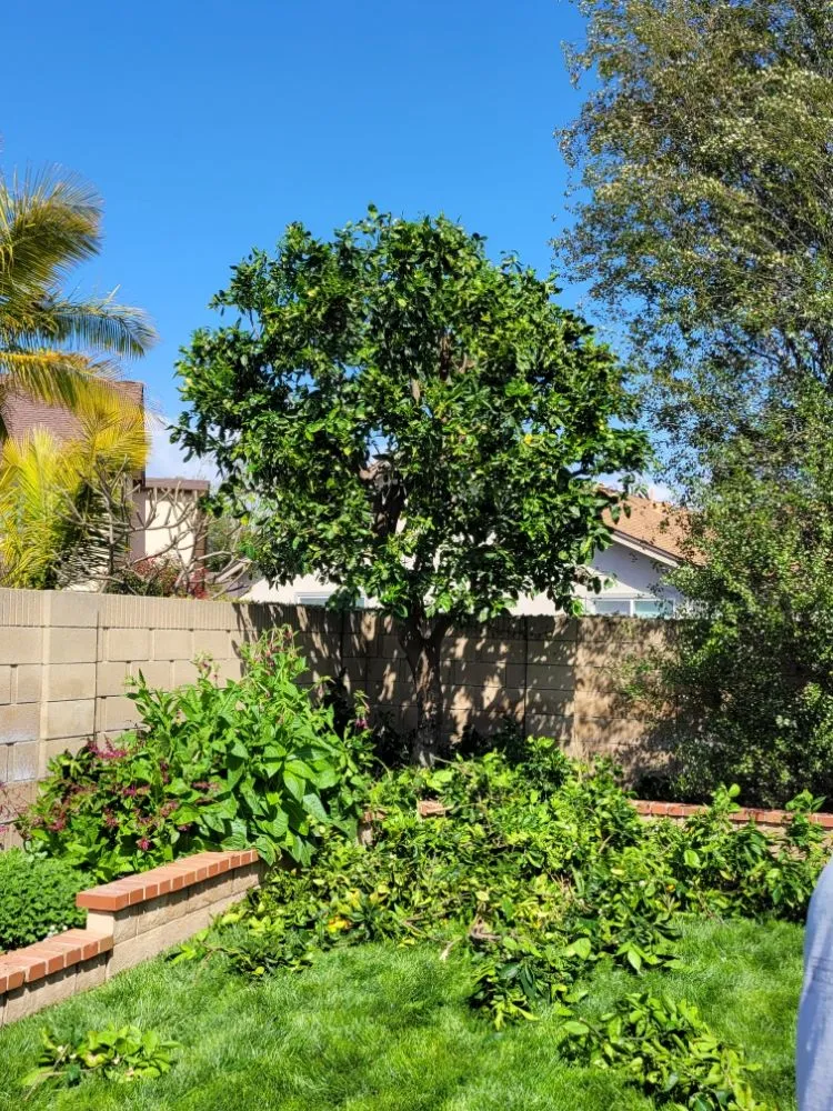 Affordable garden landscaping for homes in Costa Mesa, CA by MLC Landscaping