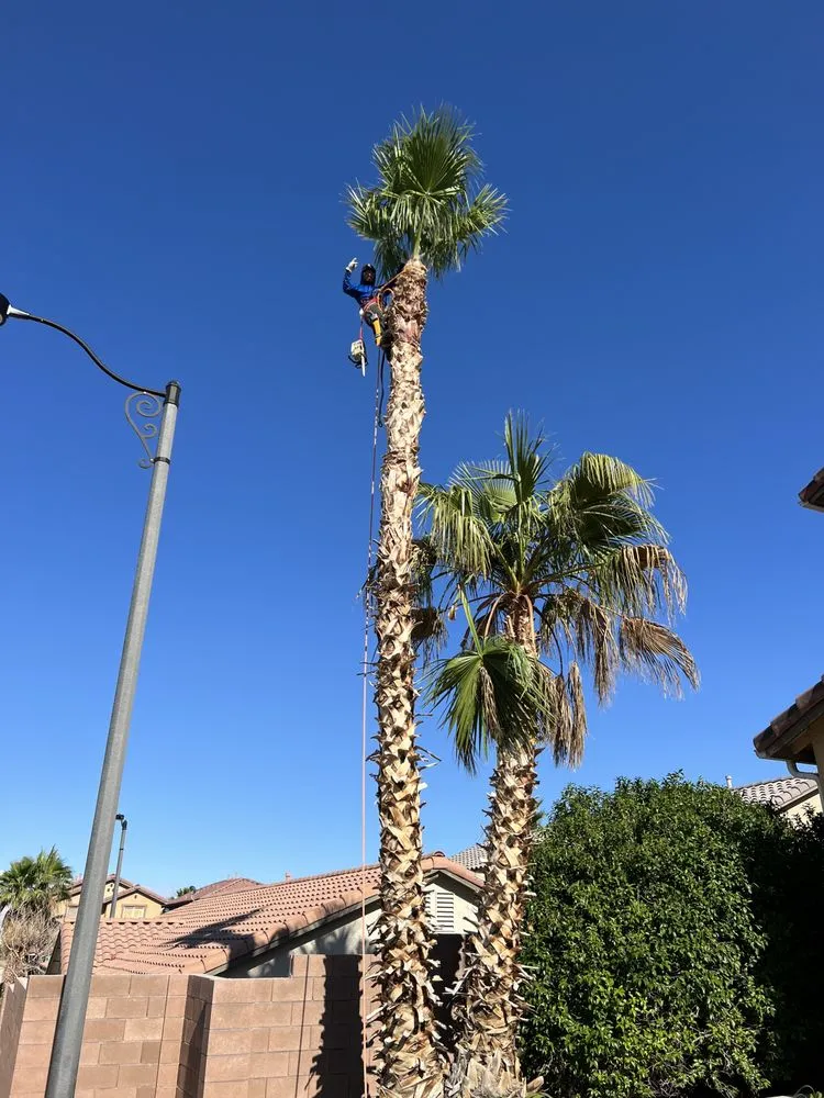 Local landscape installation experts serving Las Vegas, NV - MLR Landscaping & Maintance