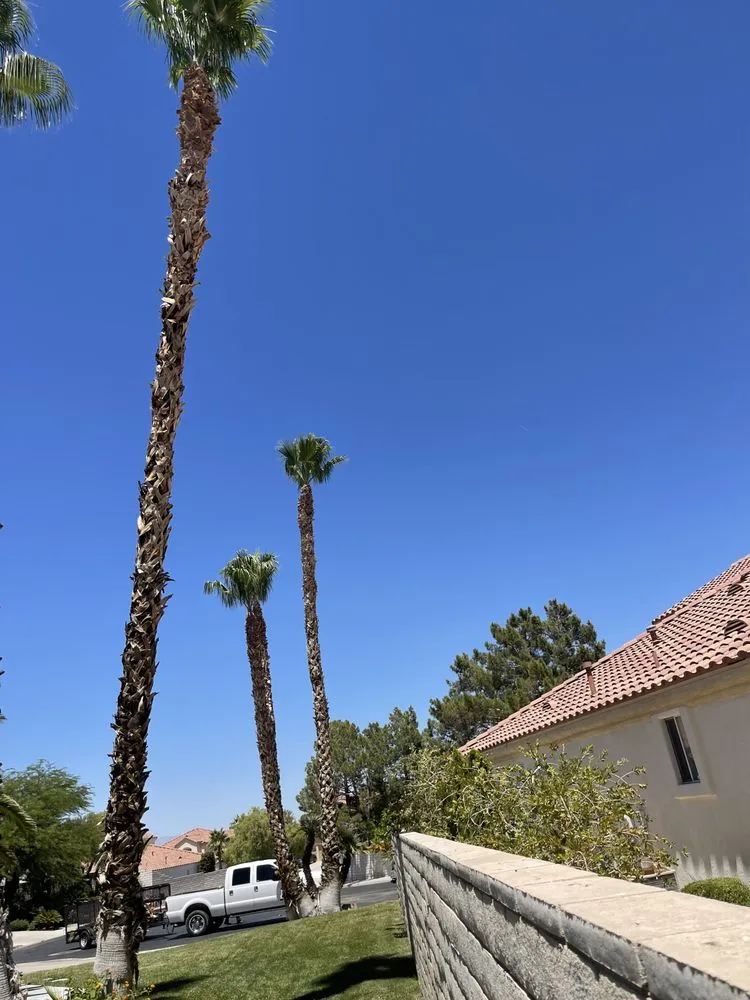 Expert lawn care service in Las Vegas, NV - MLR Landscaping & Maintance