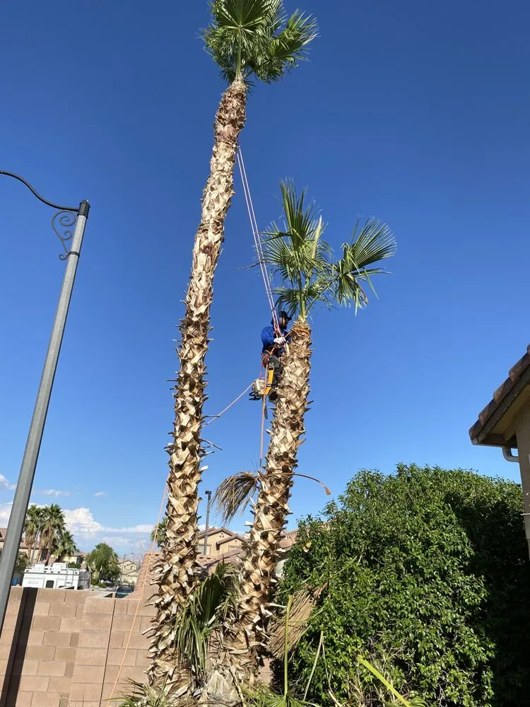 Custom outdoor landscaping experts serving Las Vegas, NV - MLR Landscaping & Maintance