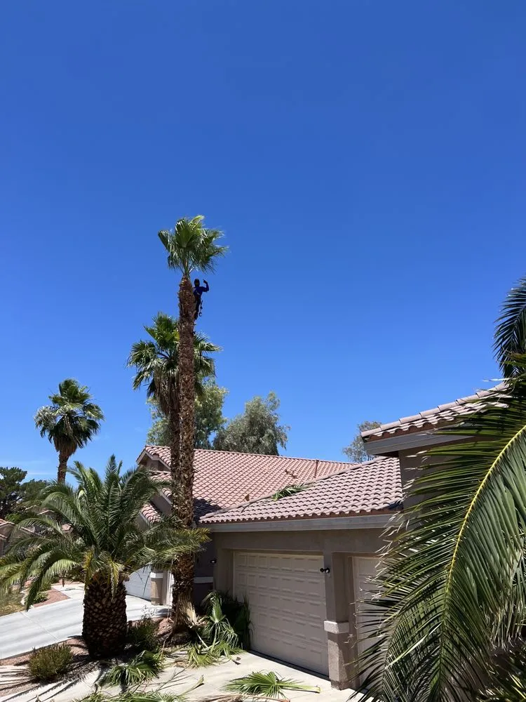 Professional landscape design in Las Vegas, NV by MLR Landscaping & Maintance