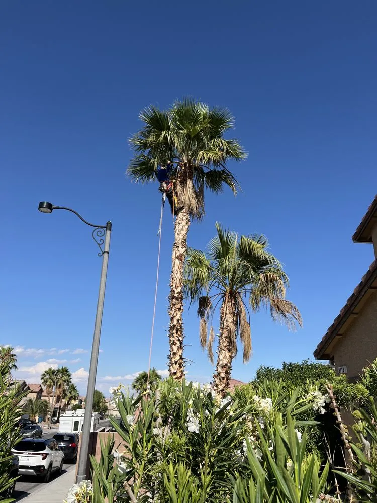 Professional yard cleanup service with custom design across Las Vegas, NV - MLR Landscaping & Maintance