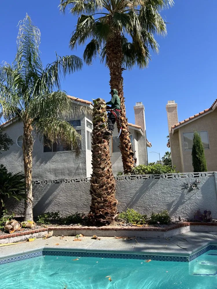 Custom lawn mowing service experts serving Las Vegas, NV - MLR Landscaping & Maintance