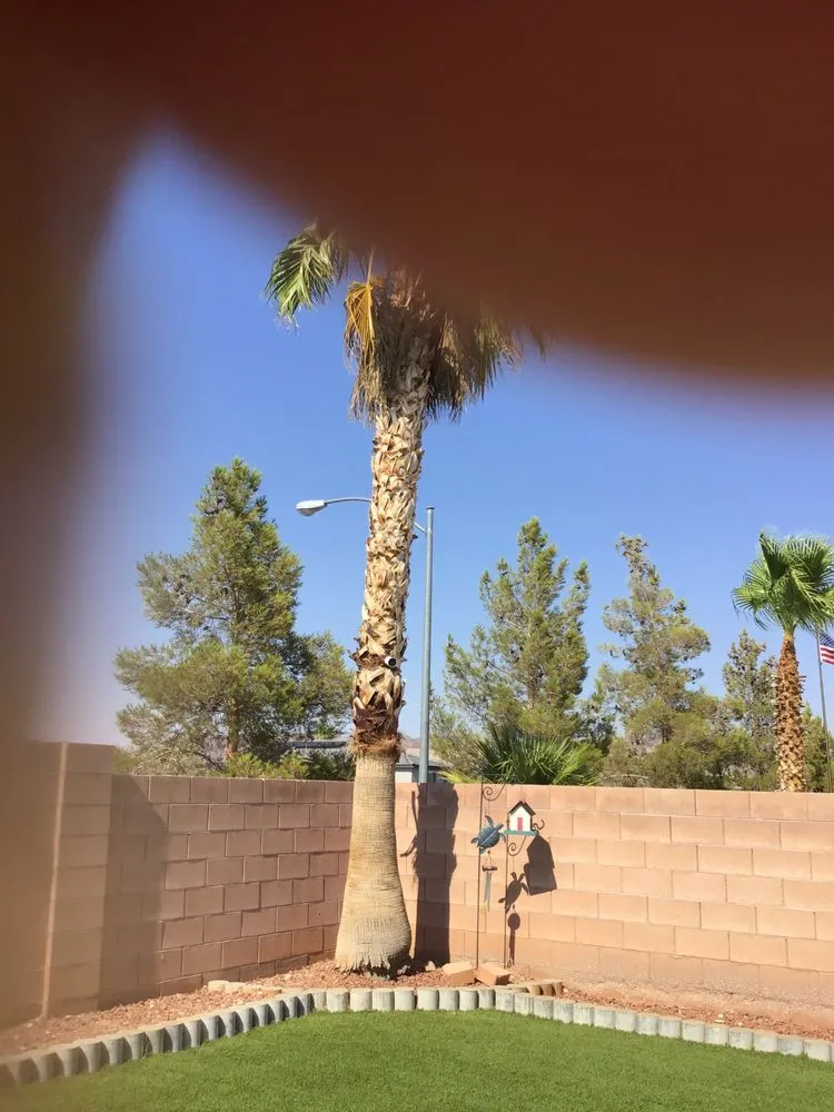 Reliable landscaping services near you in Las Vegas, NV by MLR Landscaping & Maintance