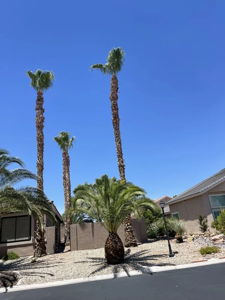 Professional yard cleanup service for beautiful yards across Las Vegas, NV - MLR Landscaping & Maintance
