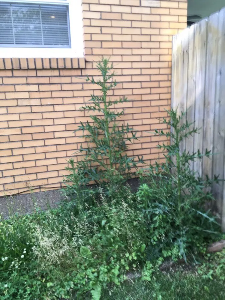 Reliable yard cleanup service in Pittsburgh, PA - MLS Landscape and Design - Pittsburgh