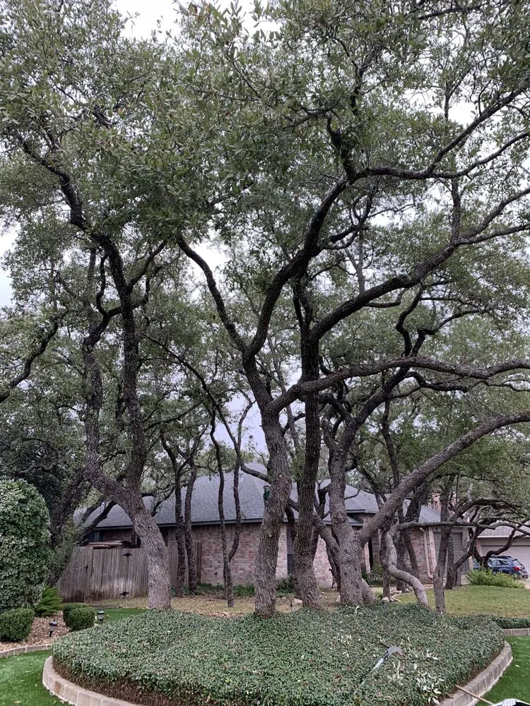 Custom lawn mowing service in San Antonio, TX by MLS Landscaping Services