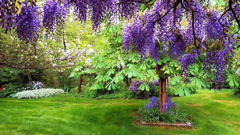 Local lawn mowing service for beautiful yards in Port Orchard, WA by MLs Lawn Service