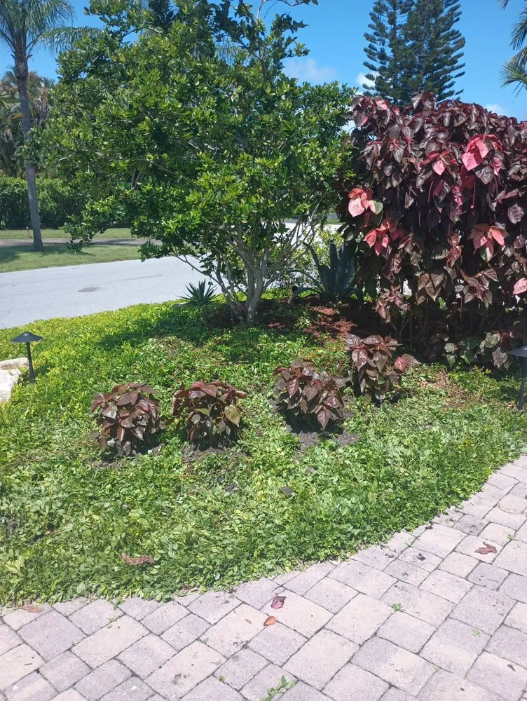 Custom lawn care service experts serving Lauderhill, FL - MLS Outdoors