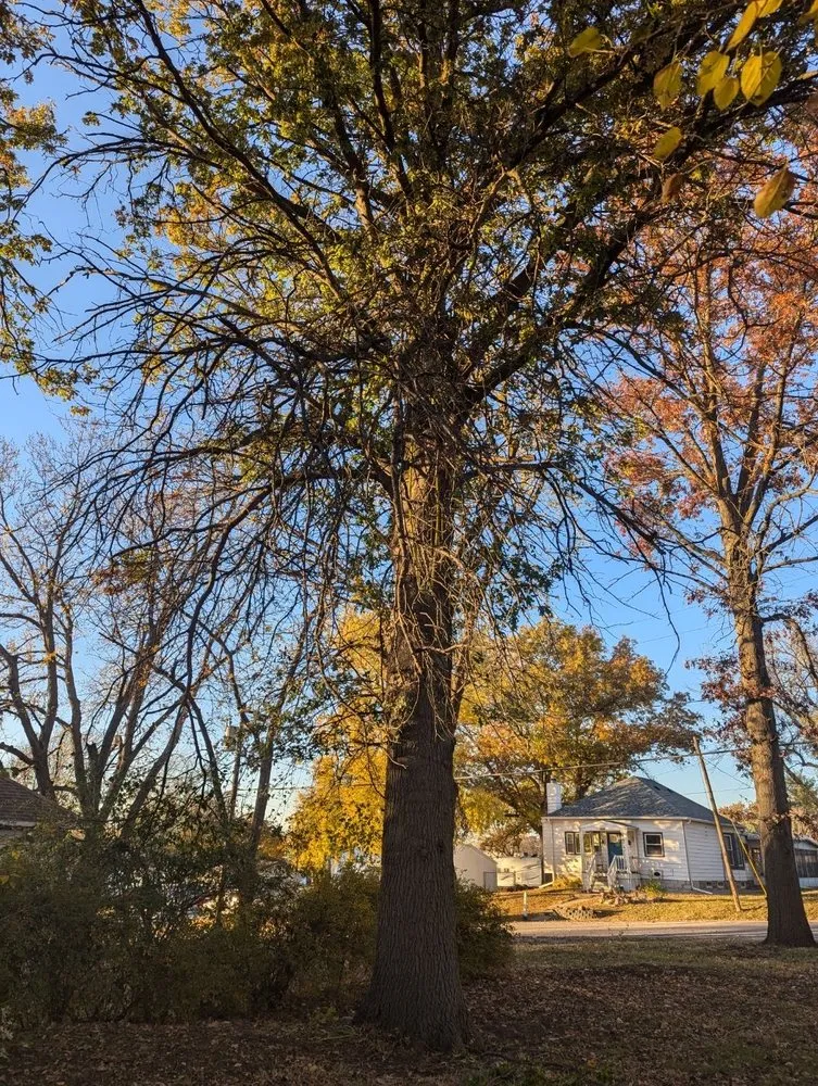 Custom lawn mowing service for outdoor upgrades across Lincoln, NE - MLS Removals