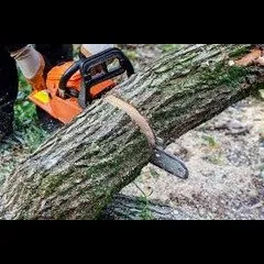 Top-rated lawn mowing service experts serving The Bronx, NY - MM Bronx Tree Service