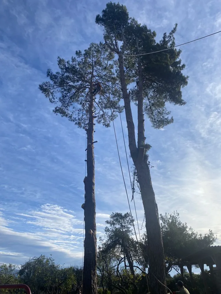 Top-rated landscape design experts serving Solvang, CA - MM Central Coast Landscaping