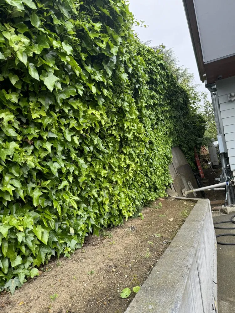 Professional yard cleanup service for outdoor upgrades in Sumner, WA by M&M Landscape & More