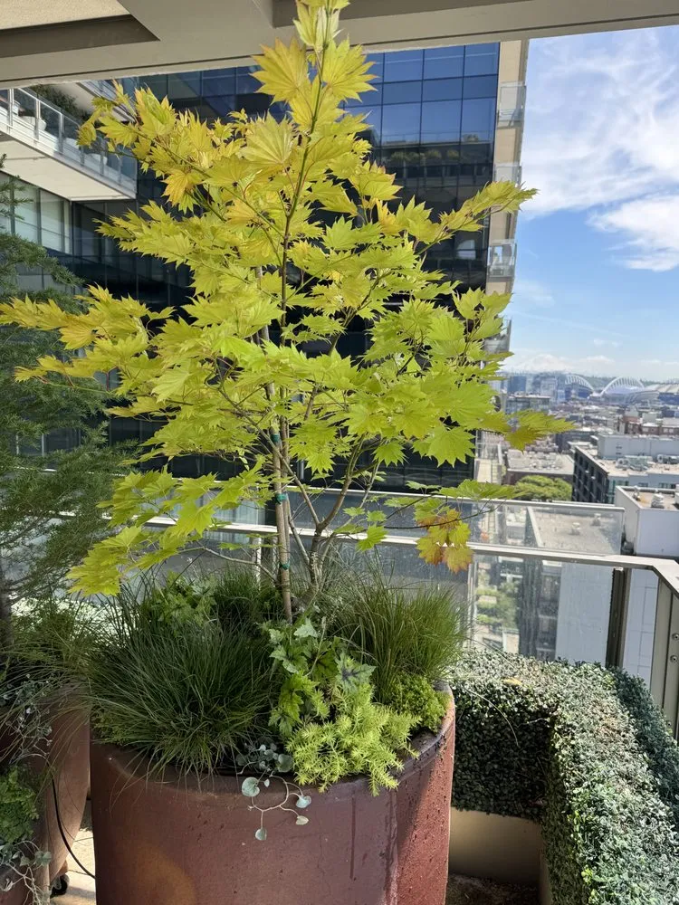 Reliable lawn care service for year-round maintenance in Sumner, WA by M&M Landscape & More