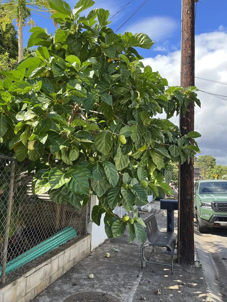 Top-rated outdoor landscaping experts serving Waipahu, HI - M&M Landscaping and Yard Services