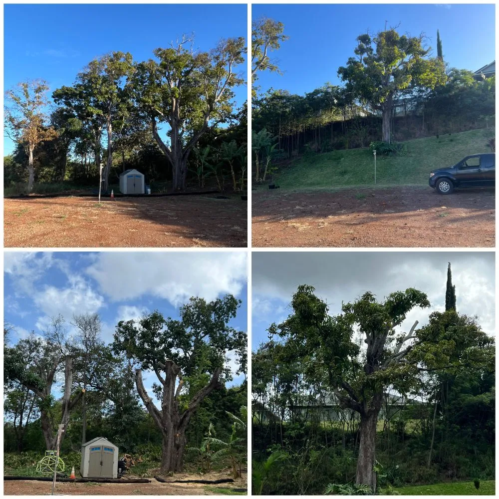 Trusted landscaping services experts serving Waipahu, HI - M&M Landscaping and Yard Services