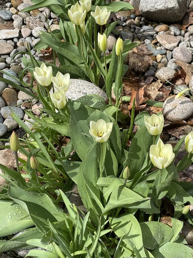 Professional yard cleanup service experts serving Windham, NH - M&M Landscaping