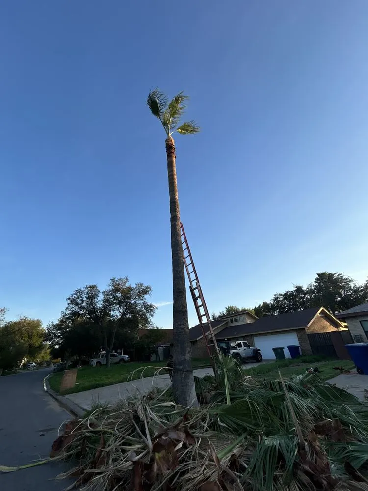 Local landscape installation in Laredo, TX by M&M