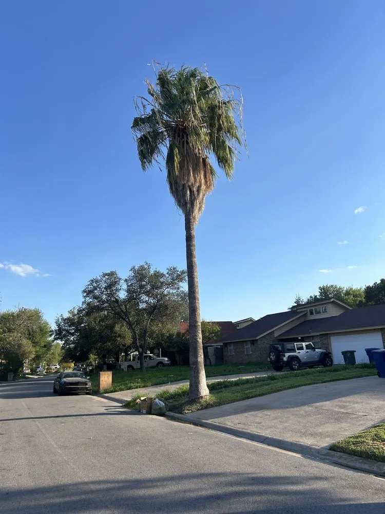 Top-rated outdoor landscaping for year-round maintenance across Laredo, TX - M&M