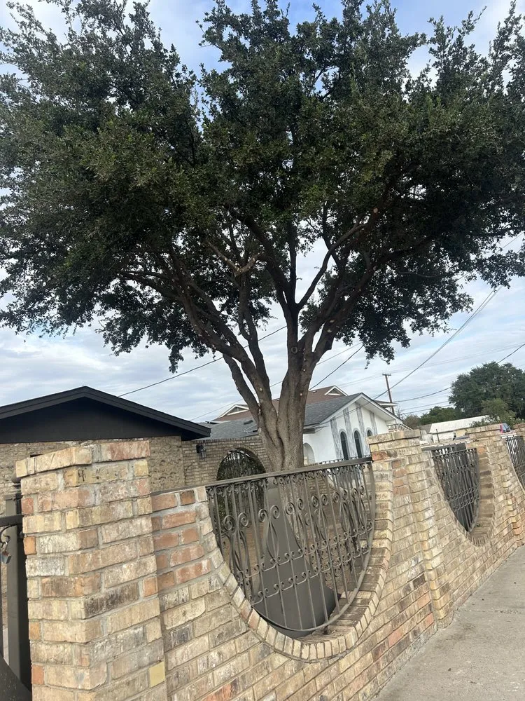 Trusted lawn care service in Laredo, TX - M&M