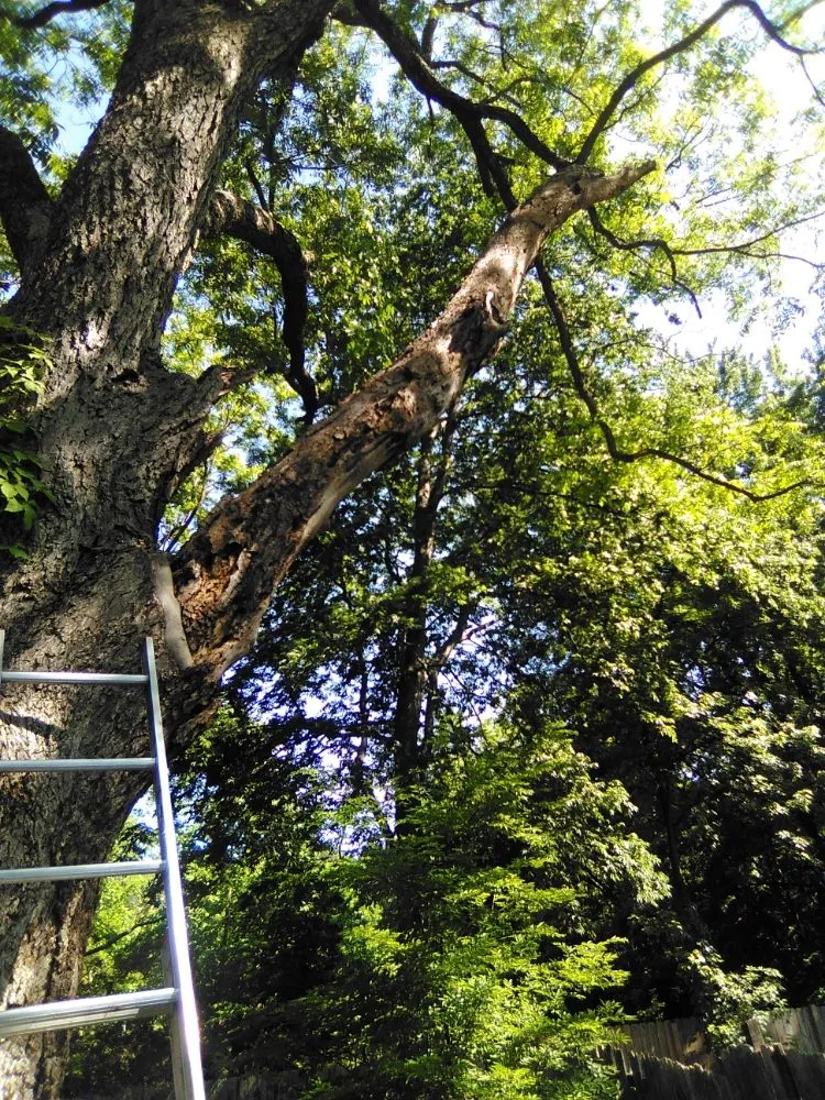 Top-rated landscaping services experts serving Ripley, TN - Mm Lawn & Landscaping