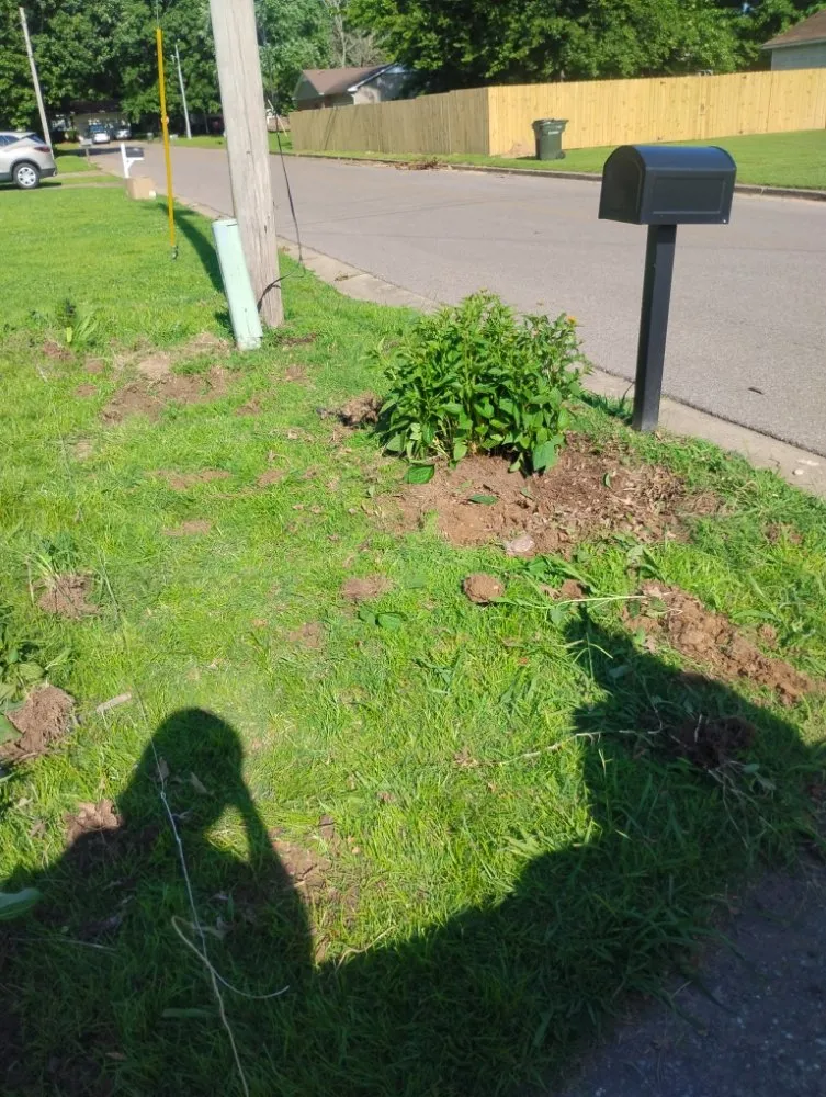 Top-rated landscaping services near you across Ripley, TN - Mm Lawn & Landscaping