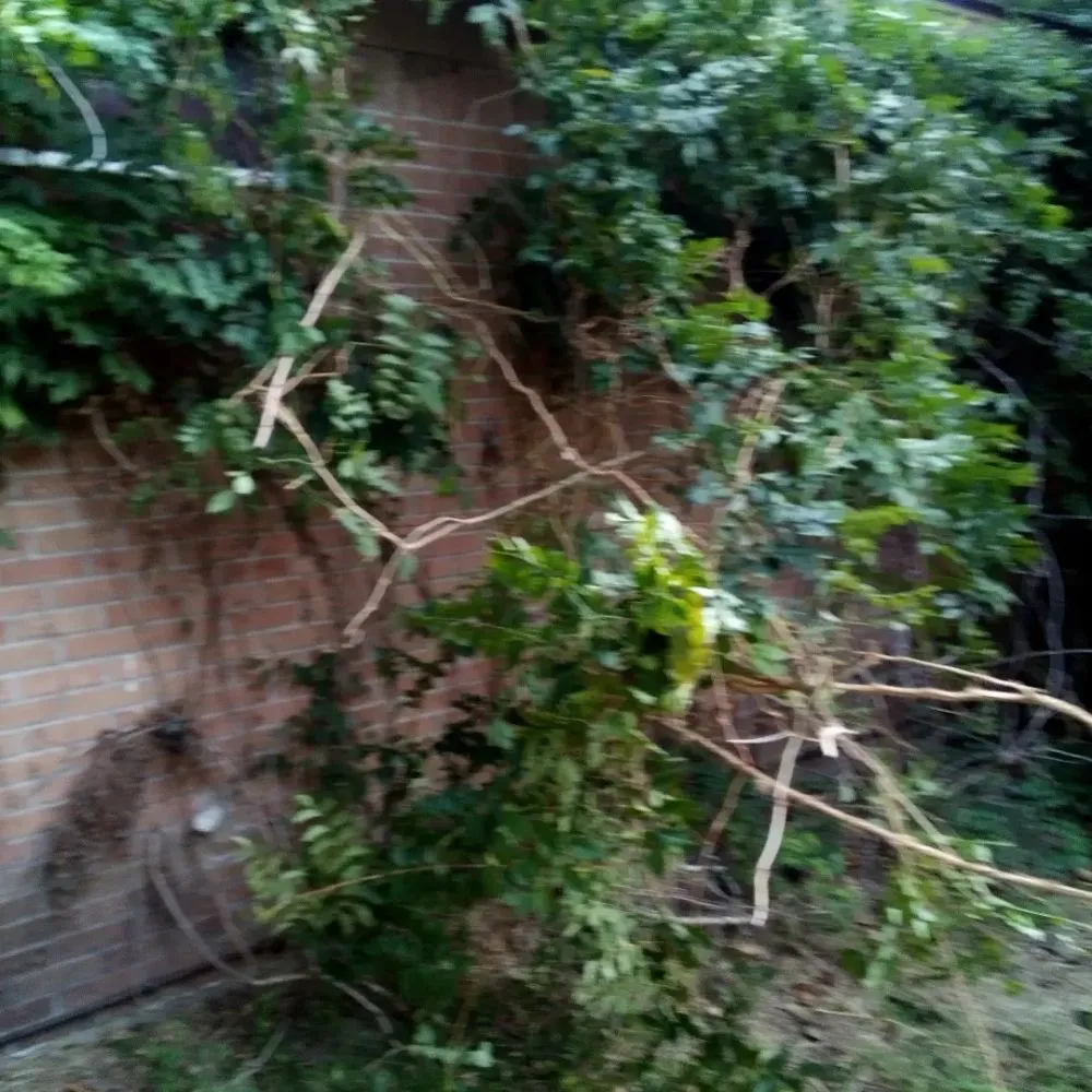 Local lawn care service near you in Ripley, TN by Mm Lawn & Landscaping