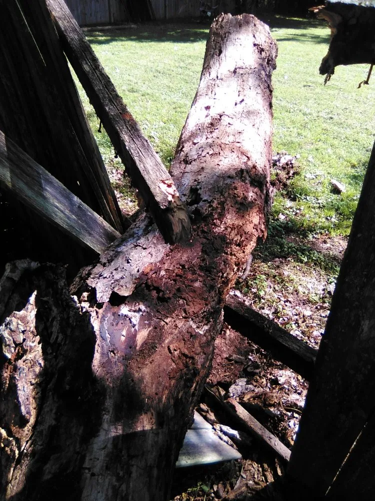 Local lawn mowing service experts serving Ripley, TN - Mm Lawn & Landscaping