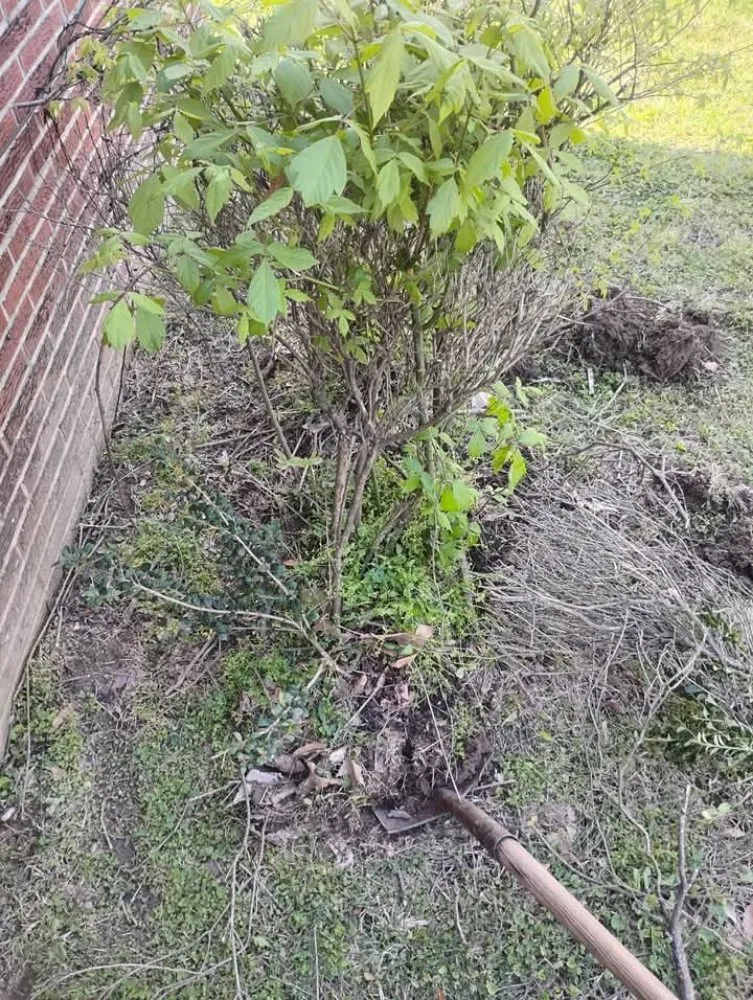 Local yard cleanup service with custom design across Ripley, TN - Mm Lawn & Landscaping