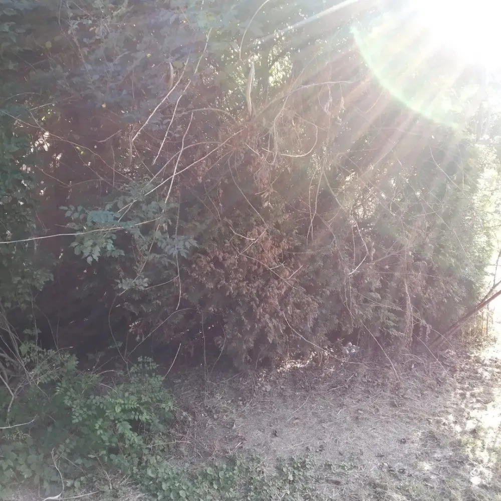 Trusted lawn care service experts serving Ripley, TN - Mm Lawn & Landscaping