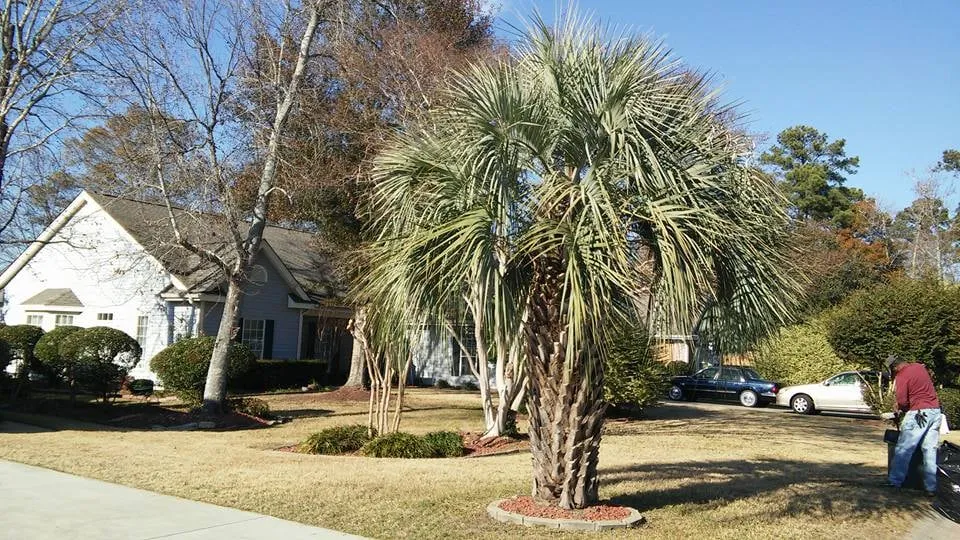 Affordable residential landscaping in Little River, SC by M&M Lawn Care