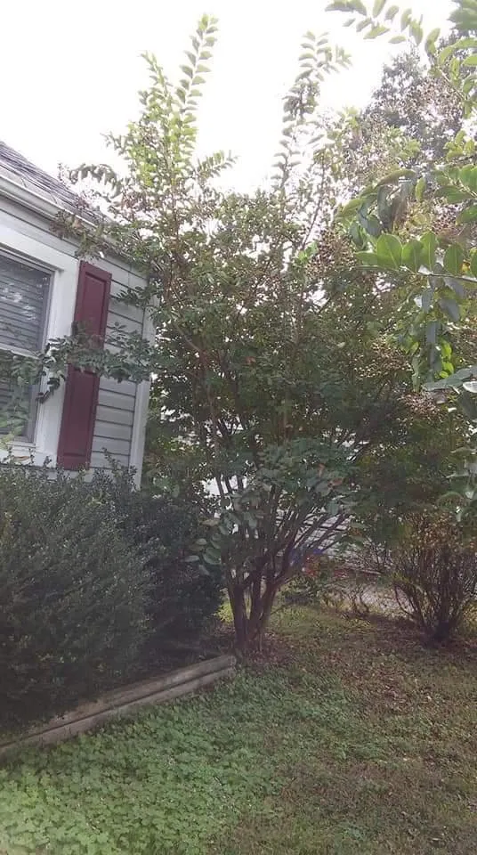 Affordable yard maintenance for residential properties in Yorktown, VA by M&M Lawn Care Services