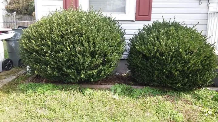 Top-rated outdoor landscaping near you in Yorktown, VA by M&M Lawn Care Services