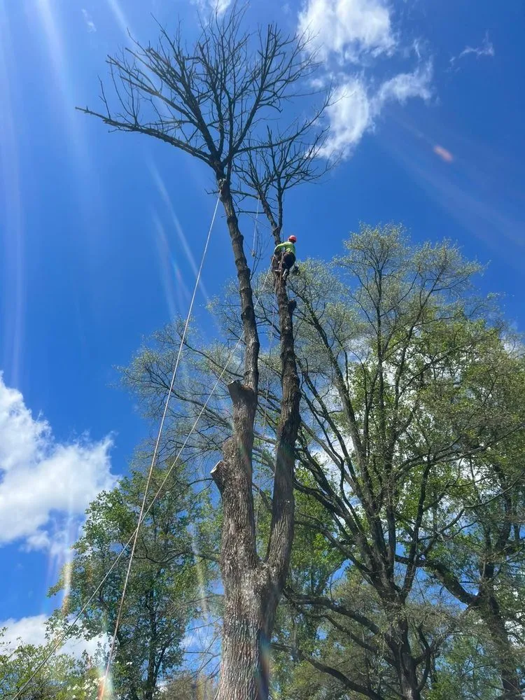 Expert landscape design near you in Warminster, PA by MM Lawn Service and Landscaping