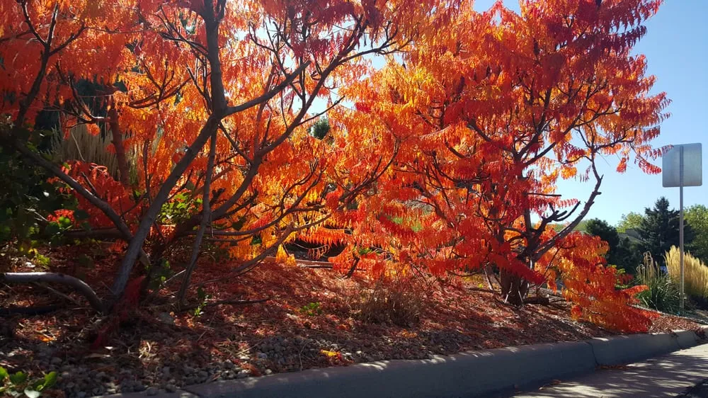 Reliable landscape design for homes across Frederick, CO - M&M Lawn Services