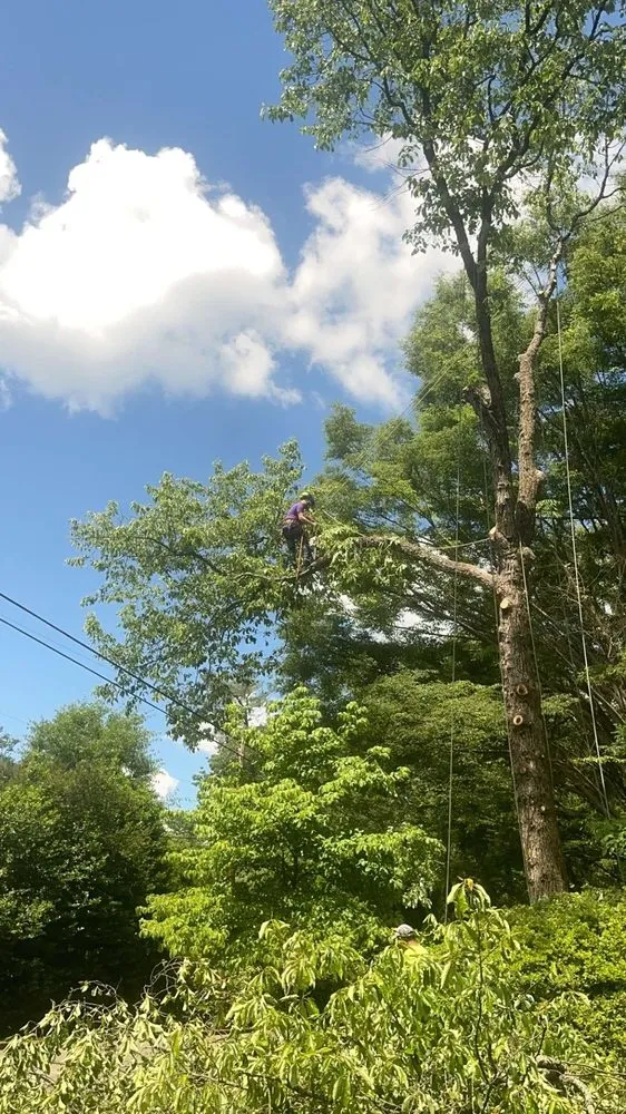 Expert outdoor landscaping for homes in Rixeyville, VA by M&M Outdoor Services