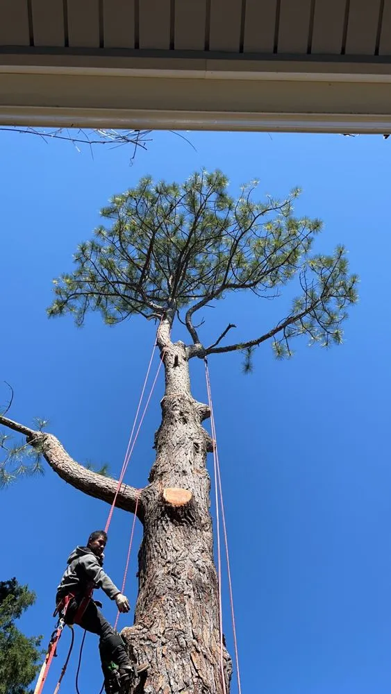 Trusted landscape design in Rixeyville, VA - M&M Outdoor Services