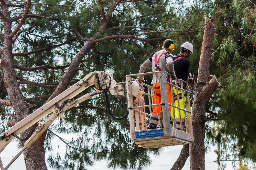 Professional landscaping services in Kings Mountain, NC by M&M Total Tree Service